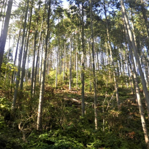 先祖代々受け継いだ森林を整備しましょう！！ イメージ