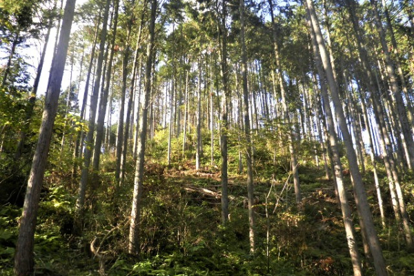 先祖代々受け継いだ森林を整備しましょう！！ イメージ