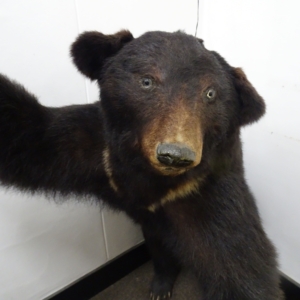 情報提供「クマに襲われないために」パンフ イメージ