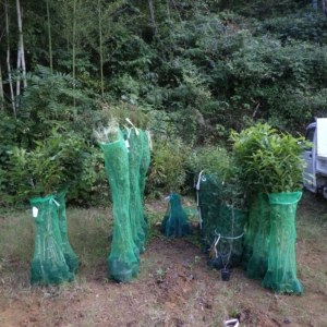 果樹苗注文用紙 イメージ
